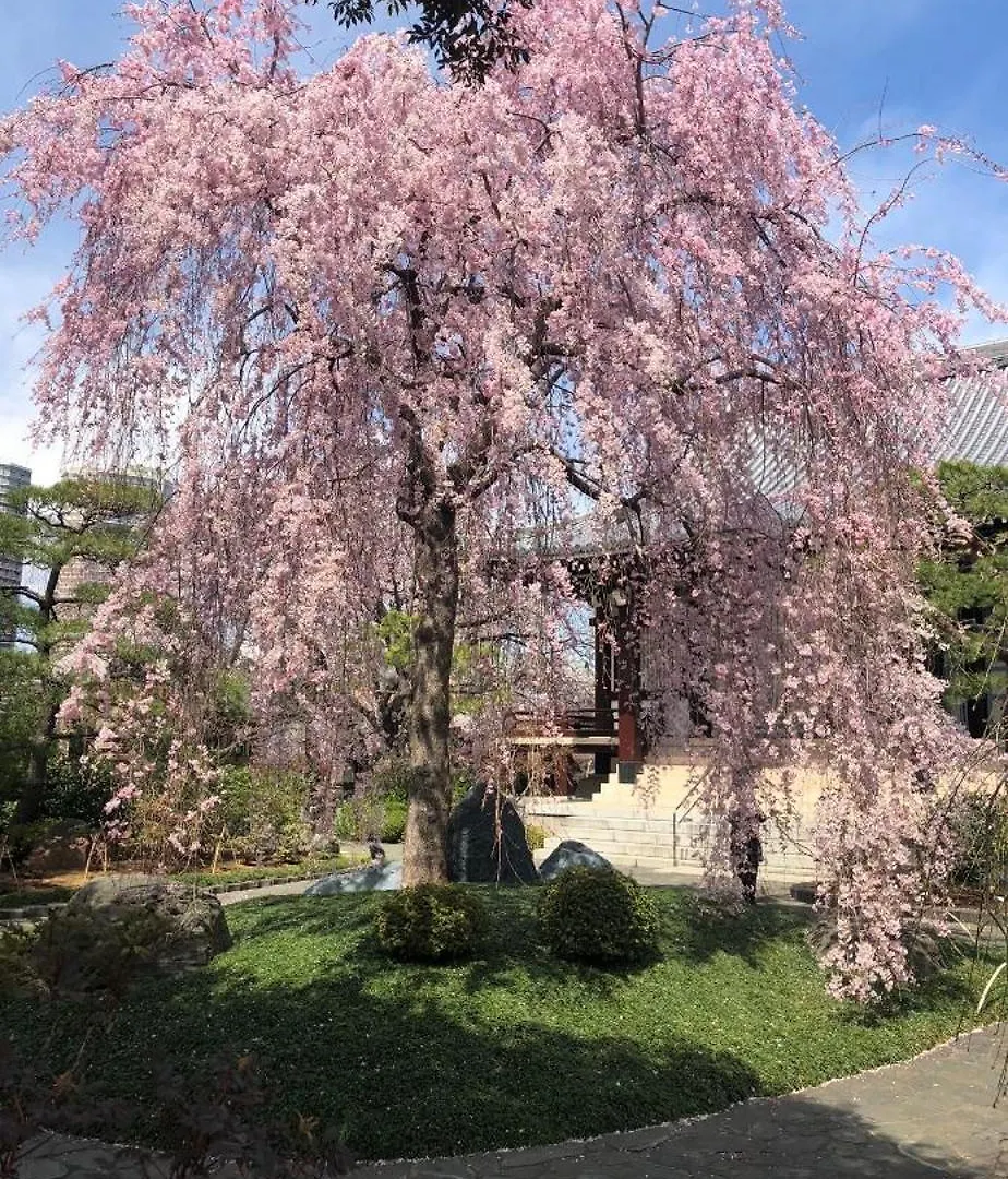 東京の港灣-Tokyo Harbor -28 Square Meter King Size Garden Room
