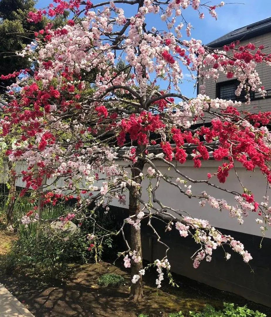 東京の港灣-Tokyo Harbor -28 Square Meter King Size Garden Room Apartment Tokyo