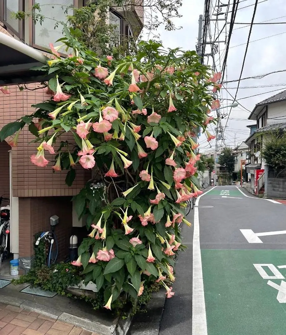 東京の港灣-Tokyo Harbor -28 Square Meter King Size Garden Room Tokyo
