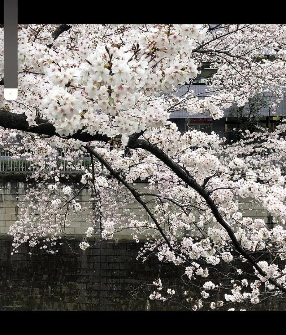 東京の港灣-Tokyo Harbor -28 Square Meter King Size Garden Room 0*, Tokio